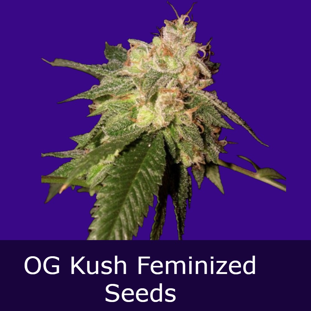 Chem Dawg