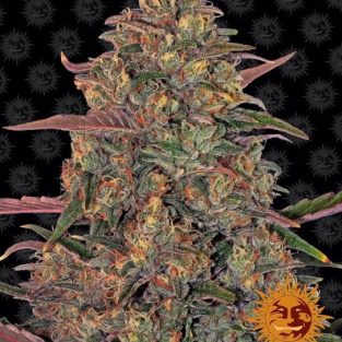 Pineapple Chunk Feminized Seeds