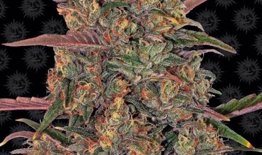 Pineapple Chunk Feminized Seeds