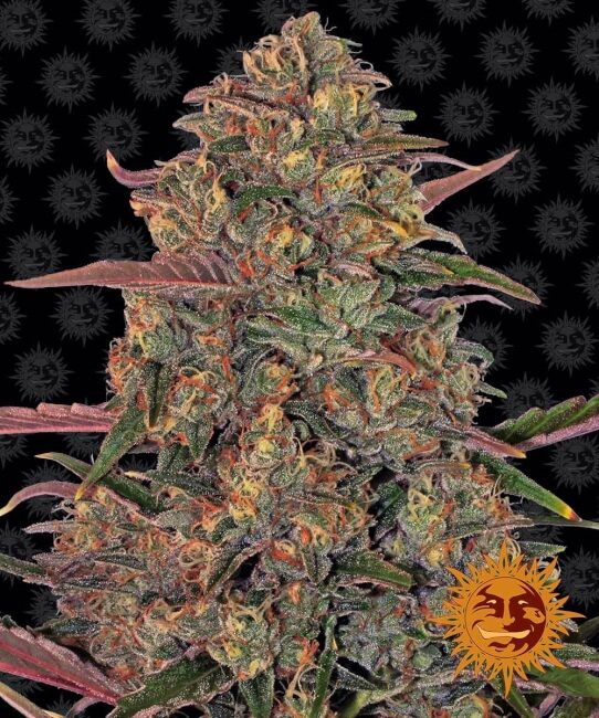 Pineapple Chunk Feminized Seeds