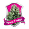 Power Flower Feminized Seeds (Royal Queen Seeds)