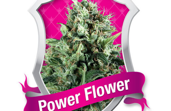 Power Flower Feminized Seeds (Royal Queen Seeds)