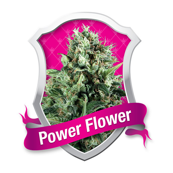 Power Flower Feminized Seeds (Royal Queen Seeds)