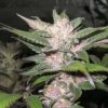 Purple Chem Feminized Seeds