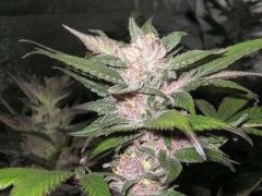 Purple Chem Feminized Seeds