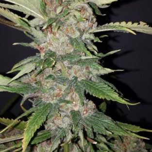 Purple Crack Feminized Seeds