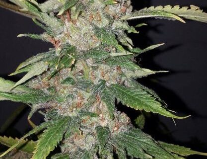Purple Crack Feminized Seeds