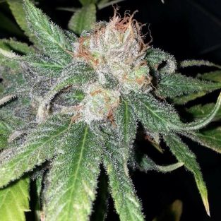 Purple Crack Feminized Seeds