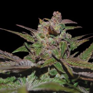 Purple Wreck Feminized Seeds