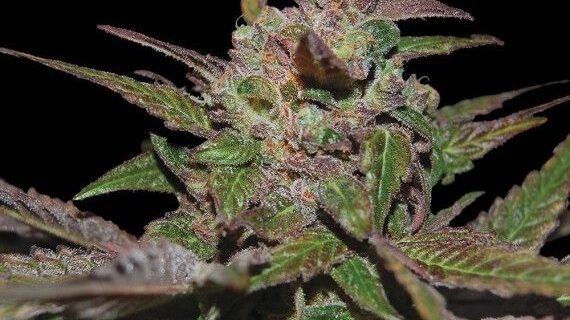 Purple Wreck Feminized Seeds