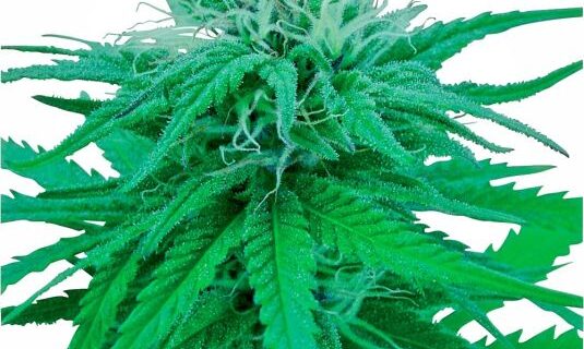 Ruderalis Indica Regular Seeds