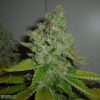 SFV OG Kush Feminized Seeds