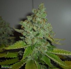 SFV OG Kush Feminized Seeds