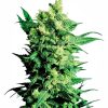 Shiva Shanti II Regular Seeds