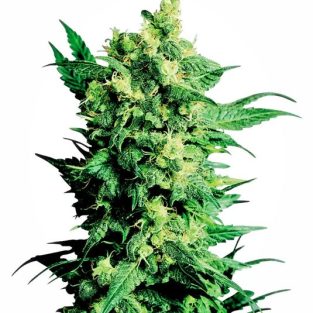 Shiva Shanti II Regular Seeds