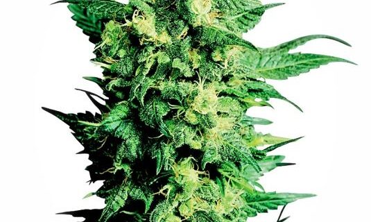 Shiva Shanti II Regular Seeds