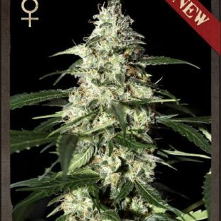 Skunk Auto Feminized Seeds