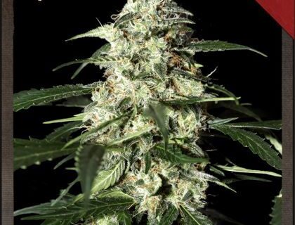 Skunk Auto Feminized Seeds