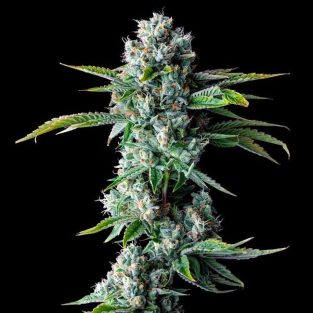 Skywalker Kush Feminized Seeds