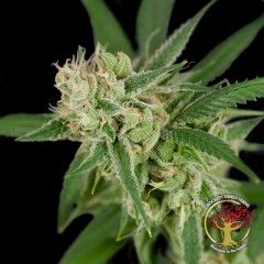 Sour Banana Sherbet Regular Seeds