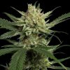 Strawberry Banana Feminized Seeds