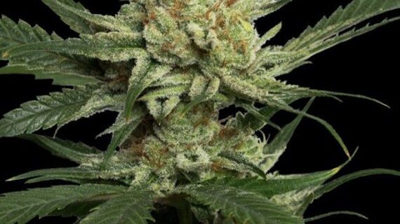 Strawberry Banana Feminized Seeds