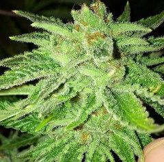 Strawberry OG Feminized Seeds