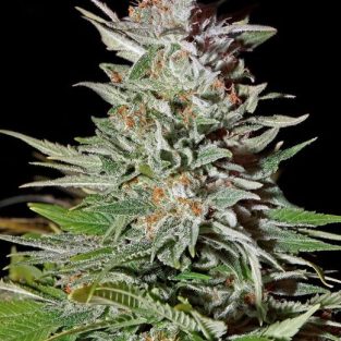 Super Lemon Haze Auto Feminized Seeds