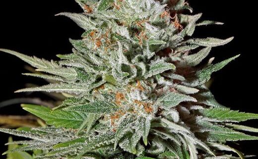 Super Lemon Haze Auto Feminized Seeds