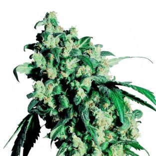 Super Skunk Regular Seeds