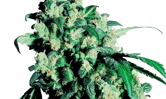 Super Skunk Regular Seeds