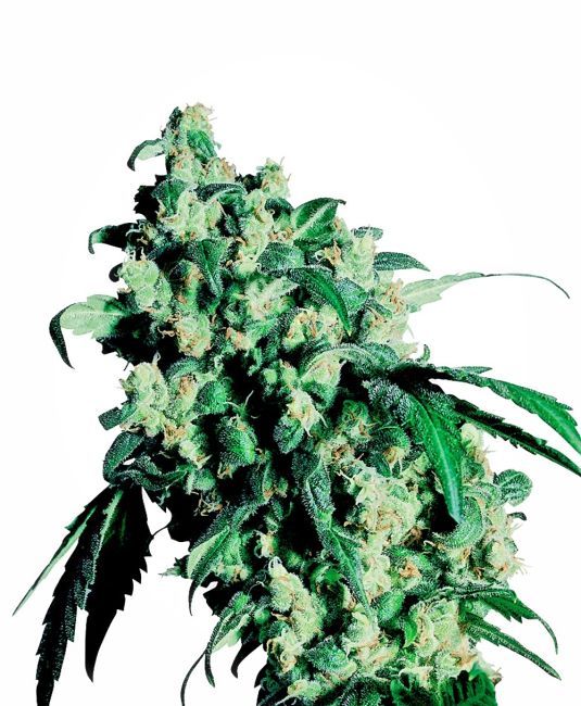 Super Skunk Regular Seeds