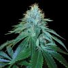 The OG #18 Feminized Seeds