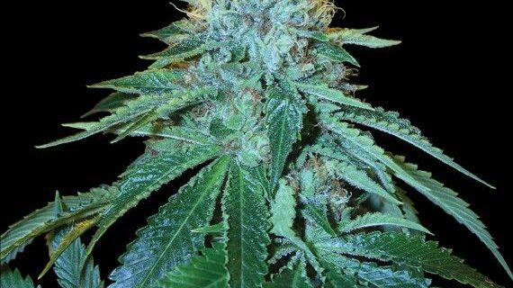 The OG #18 Feminized Seeds