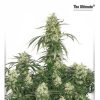 The Ultimate Feminized Seeds