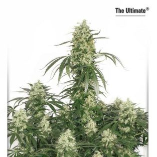 The Ultimate Feminized Seeds