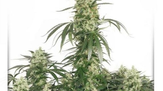 The Ultimate Feminized Seeds