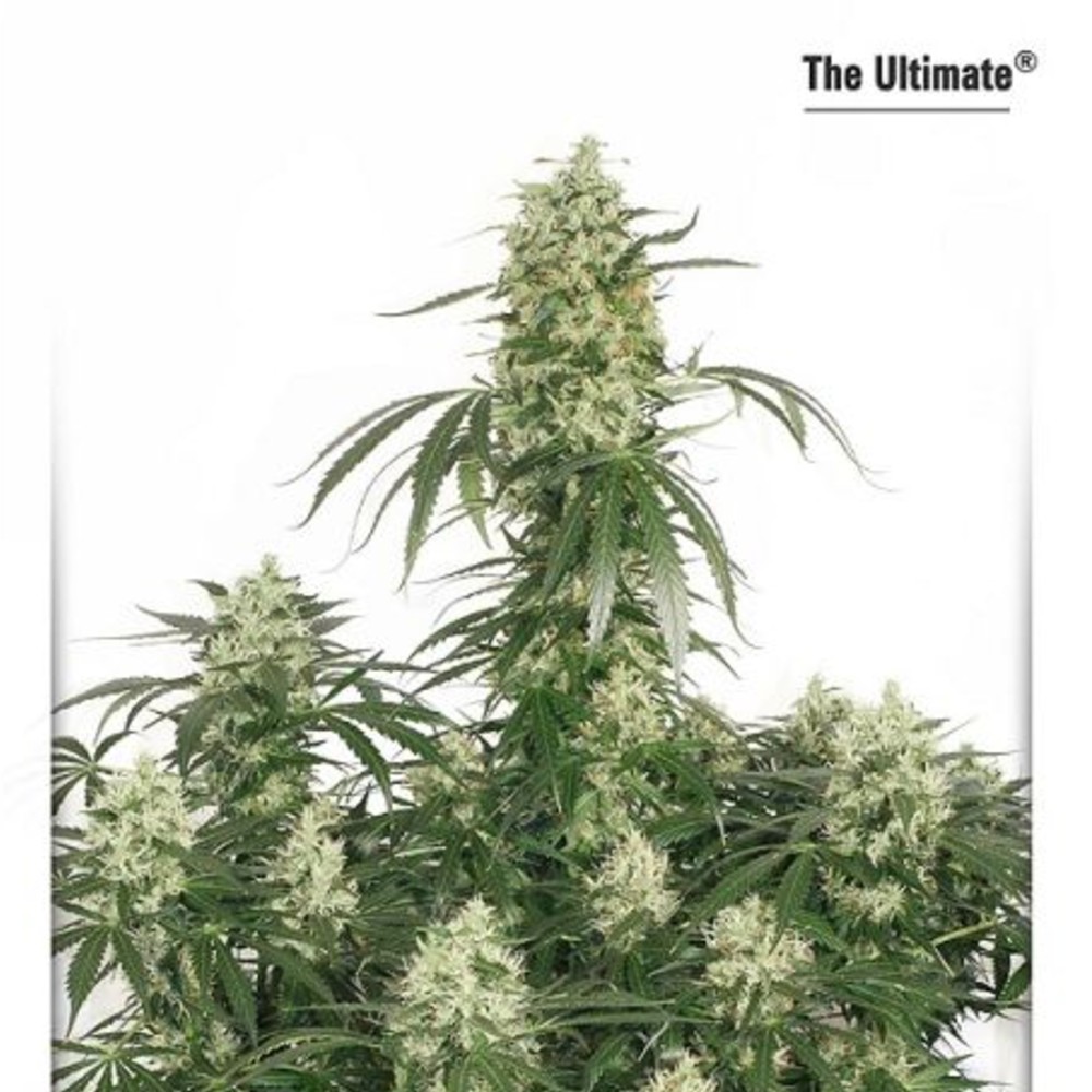 The Ultimate Feminized Seeds