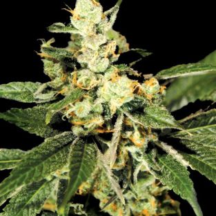 Trainwreck Feminized Seeds