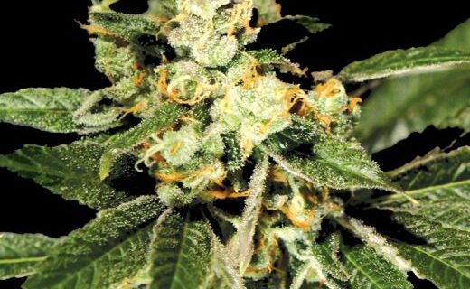 Trainwreck Feminized Seeds