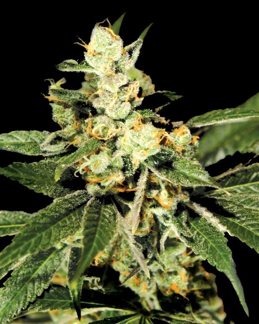 Trainwreck Feminized Seeds