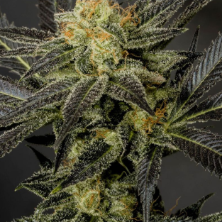 LA Affie Feminized Seeds