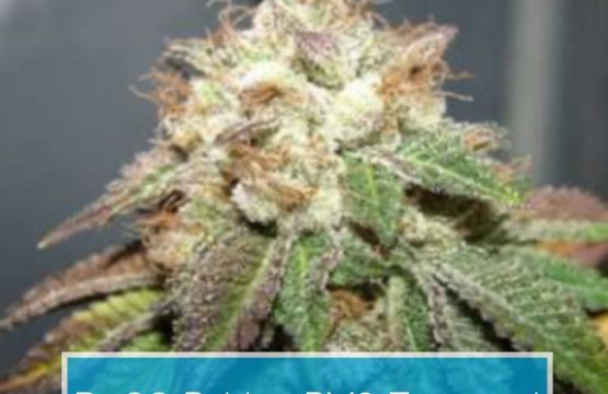 Pre98 Bubba BX2 Feminized Seeds