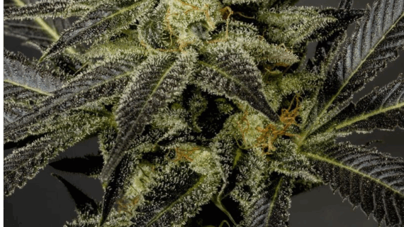 LA Affie Feminized Seeds