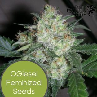 OGiesel Feminized Seeds