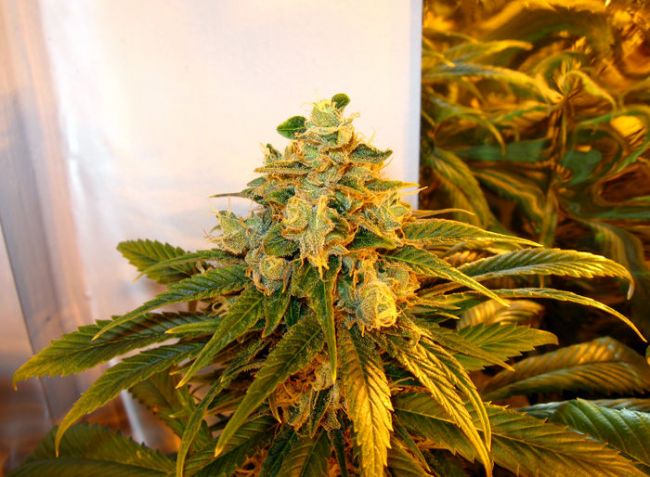 Trainwreck Feminized Seeds - Image 2
