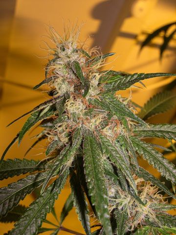 Chocolope Feminized Seeds - Image 8