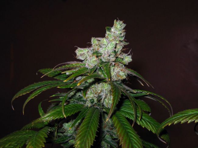 Trainwreck Feminized Seeds - Image 13