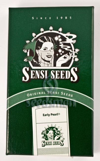 Early Pearl Regular Seeds - Image 3
