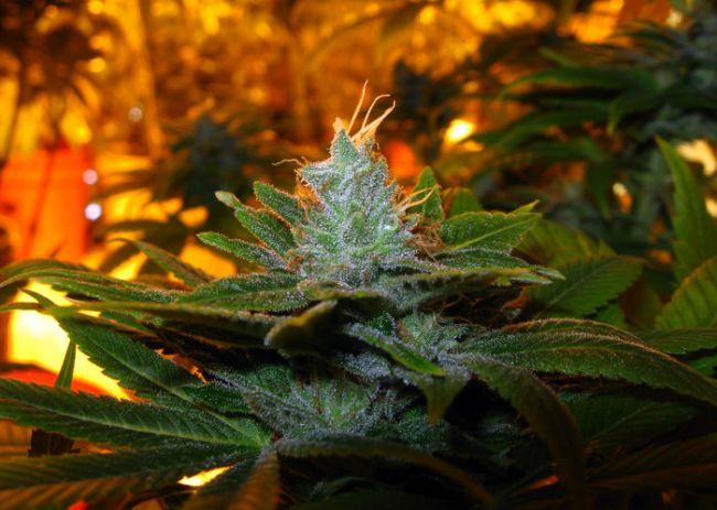Trainwreck Feminized Seeds - Image 6